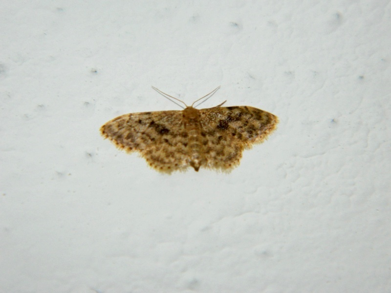 Idaea inquinata?